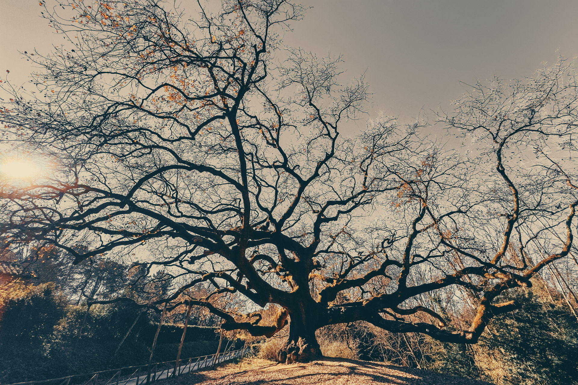 Quercia delle Streghe